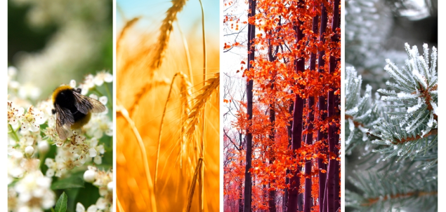 Din ce element face parte zodia in care te-ai nascut?