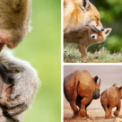 Imagini absolut emoționante și înduioșătoare: 15 dovezi că animalele își iubesc puii enorm!