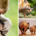 Imagini absolut emoționante și înduioșătoare: 15 dovezi că animalele își iubesc puii enorm!