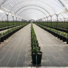 Cât de profitabile sunt culturile de căpșuni!