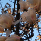 poveste soptita scrisa cu litere mici