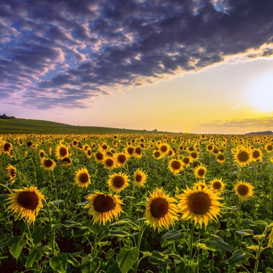 Peisaj rural de vara din Proventa (Franta), cu floarea-soarelui in lumina rasaritului 