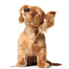 Nume straine pentru catei