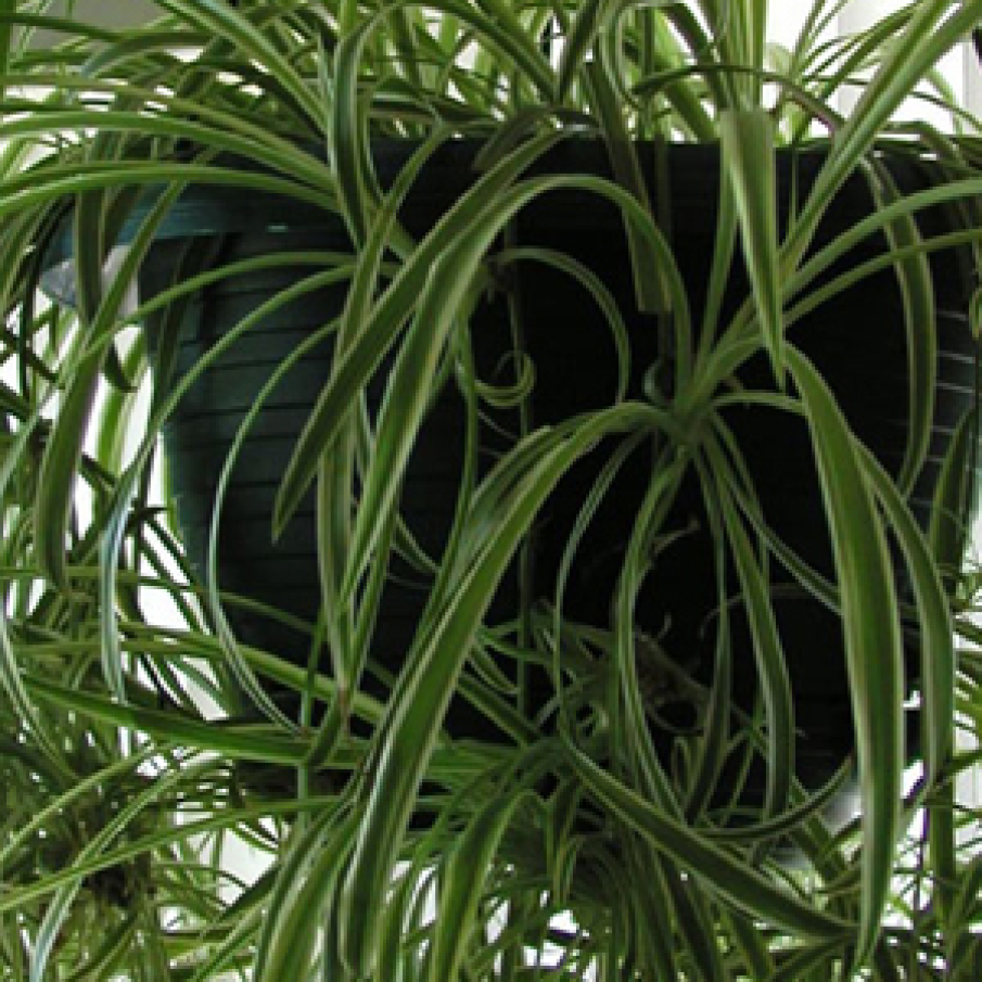 Planta paianjen (Chlorophytum comosum)