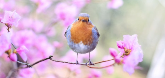 Primavara sunt nascute persoanele nascute in zodiile pesti, gemeni si taur.