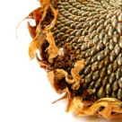 Din retetele vindecatorilor de odinioara: terapia cu seminte