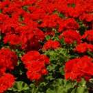 Top 5 plante cu flori intens colorate 