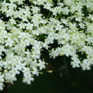 Cum sa faci socata de casa