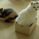 Top 10 cele mai dragalase pisicute din concursul Gourmet