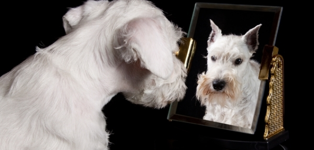 Cum te auto-definesti? 