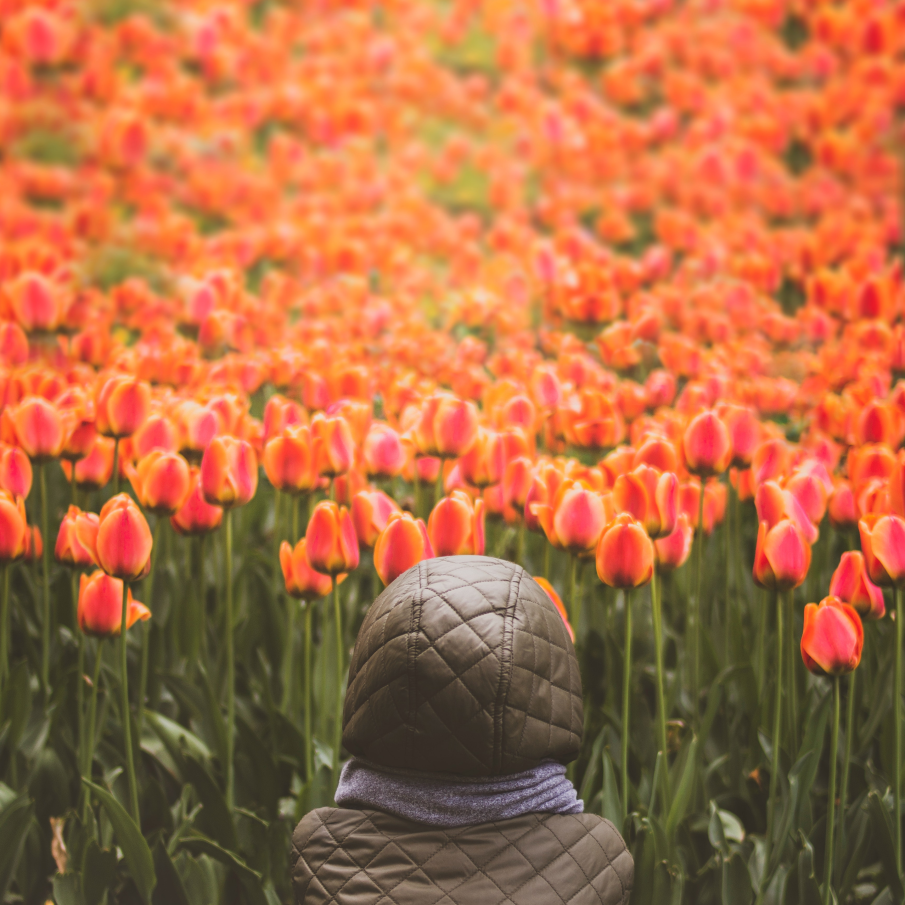 Copil privind un câmp cu lalele