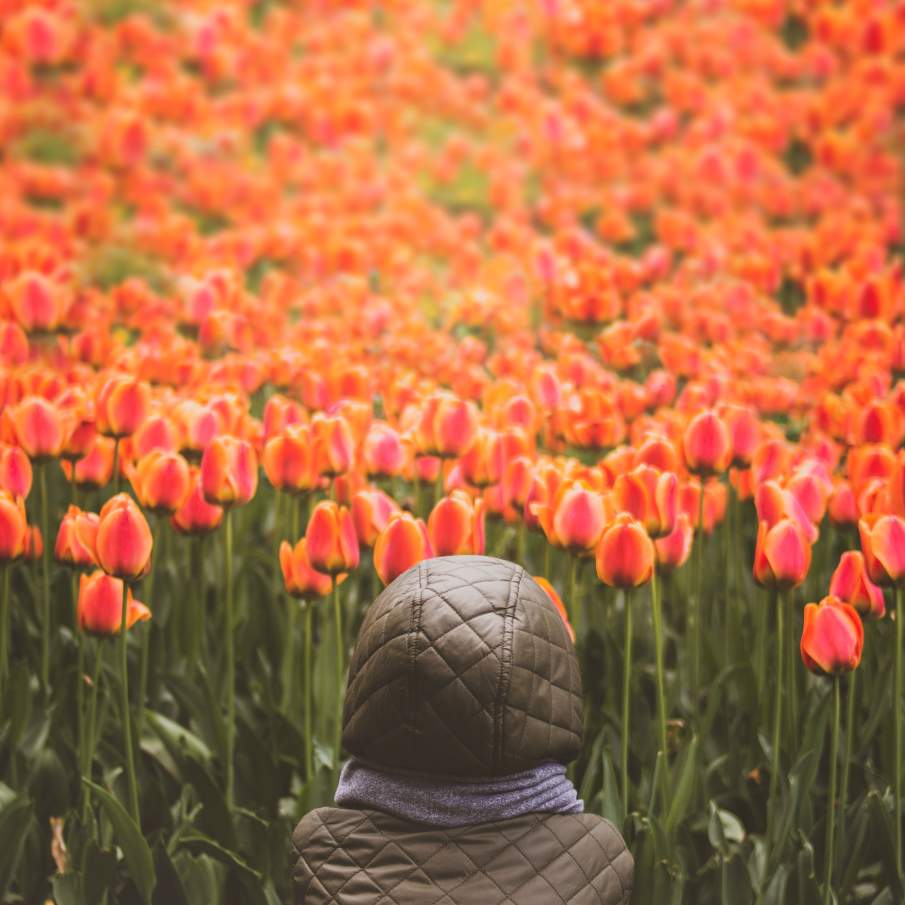 Copil privind un câmp cu lalele