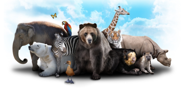 Ce animal iti place cel mai mult?