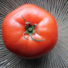 Rosii umplute cu orez