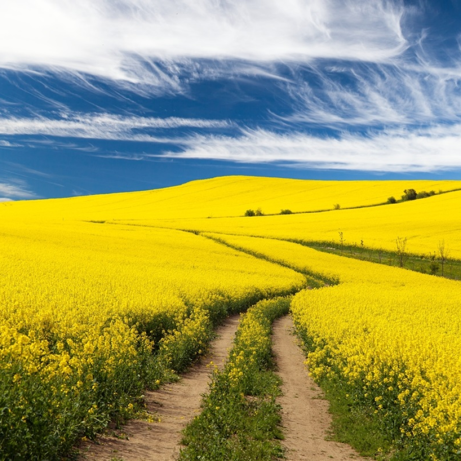 Imagini de vis cu cele mai frumoase lanuri de rapiță - galbenul absolut al lunilor aprilie/mai!