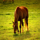 20 de imagini cu cai