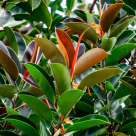 Ficus - ghid complet pentru îngrijirea și cultivarea plantei ornamentale