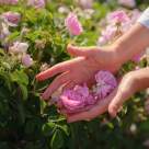 Uleiul de trandafir sălbatic – secretul natural al pielii regenerate