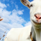 2 capre treceau un pod… Un super test de psihologie relationala pe care trebuie sa-l faci! 