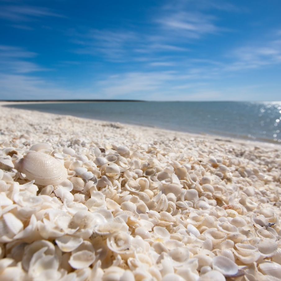 Shell Beach sau plaja cu scoici din Australia de vest, regiunea Shark Bay (Golful rechinului) - probabil cea mai frumoasă plajă cu scoici din lume