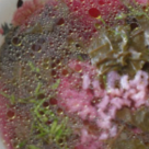 Ciorba de loboda cu orez