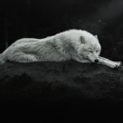 Dicționar de vise: Ce înseamnă când visezi lupi?