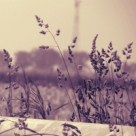 Asa am fost eu fericita... Cele 10 legi-cheie ale unei fericiri frumoase!