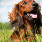 Dermatita alergica la patrupezi