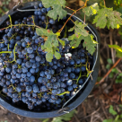 21 de crame româneşti participă la Prowein 2024, cu finanțare din resurse proprii