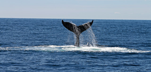 Care a fost naratorul din „Moby-Dick”, scris de Herman Melville?