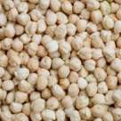 Nautul, sanatate si savoare intr-o minunata planta orientala