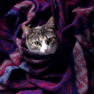 Îngrijirea pisicilor în sezonul rece: Sfaturi utile pentru iubitorii patrupedelor 