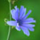 Salata de curcan si cicoare