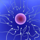 Sexul programat - fertilitate, zodia si sexul copilului