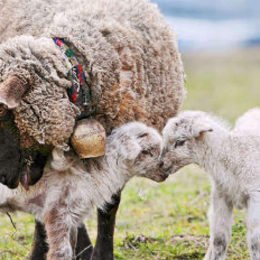 Oaie cu miei pe camp