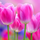 Lalelele - florile inimii. Descoperiti istoria si povestea celor mai indragite flori de pe planeta!