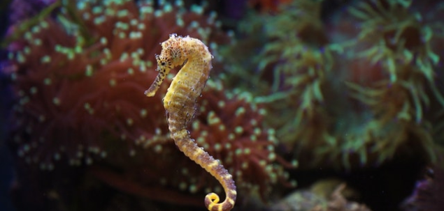 Calutul de mare are 3 inimi, 9 creiere si sange albastru.