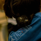 Muzeul Antipa sărbătorește Ziua Pisicilor Negre prin care încurajează adopția pisicuțelor fără stăpân