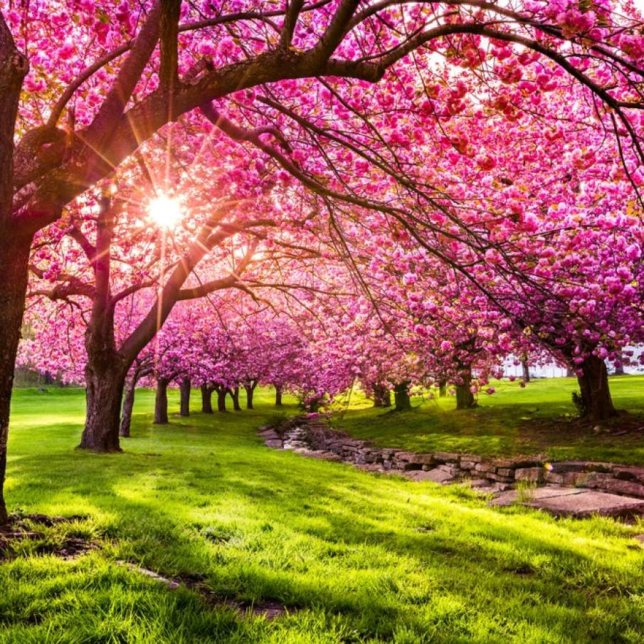 Parcul Hurd, New Jersey: Pomi umbroși, cu crengile încărcate de flori de cireș 