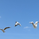 Anormalul iubirii: relatii deschise la... deschis