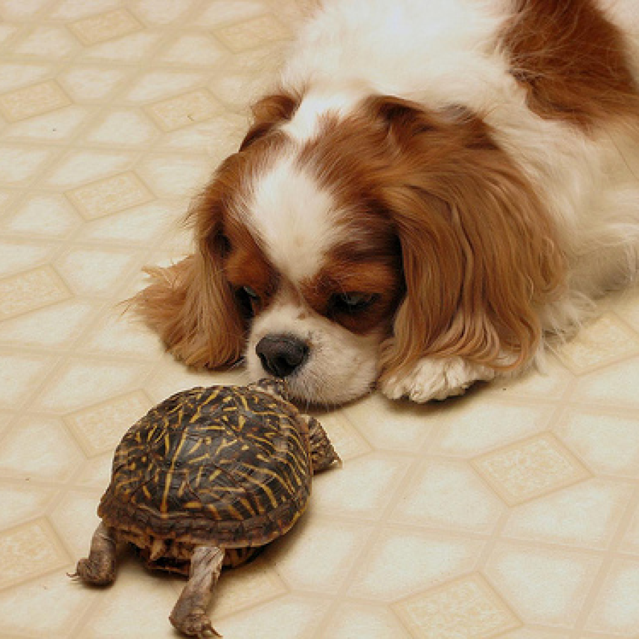 Cainele si broscuta testoasa