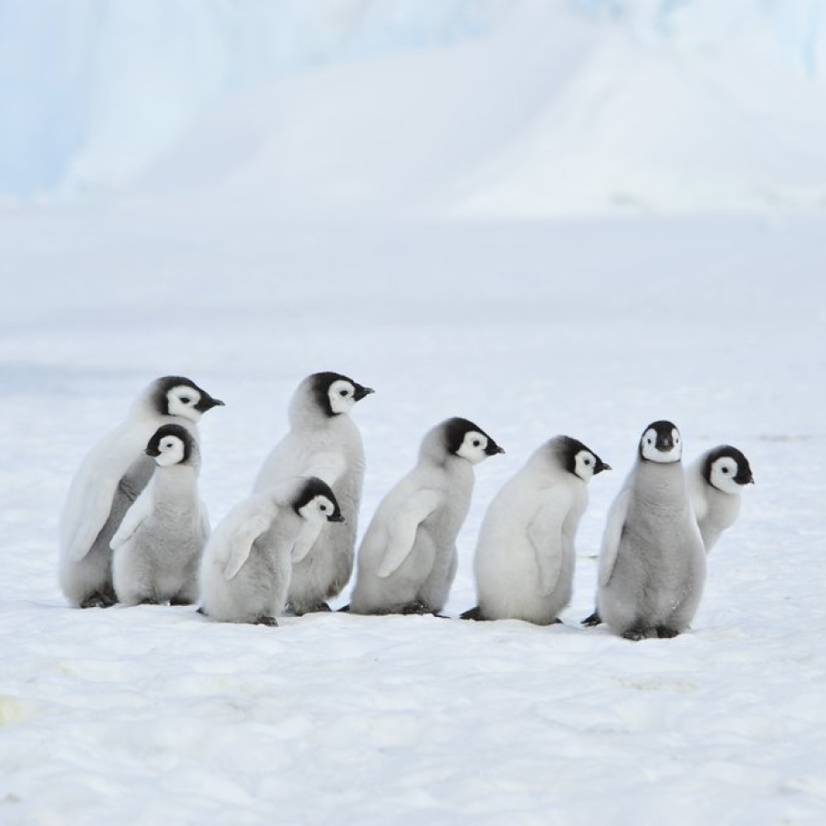 Pinguini imperiali in Antarctica 