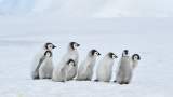 Pinguini imperiali in Antarctica 