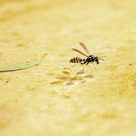 Cum tratam intepaturile ?