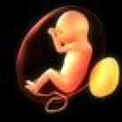 Fatul- dezvoltarea lui pana la nastere