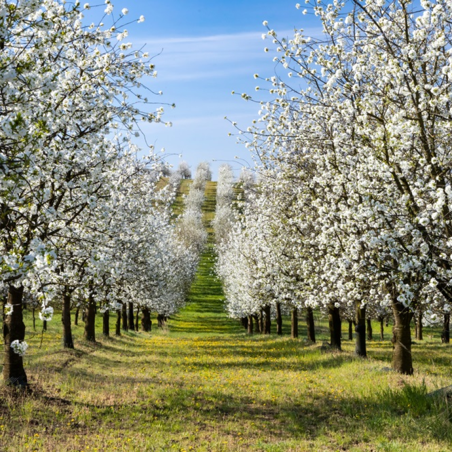 Vă imaginați cum ar fi să vă plimbați printre aceste rânduri de cireși înfloriți? Un vis alb cu miros de Rai... 