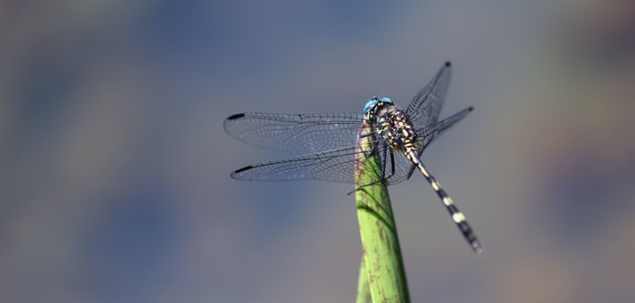 Care este durata de viata a unei libelule?