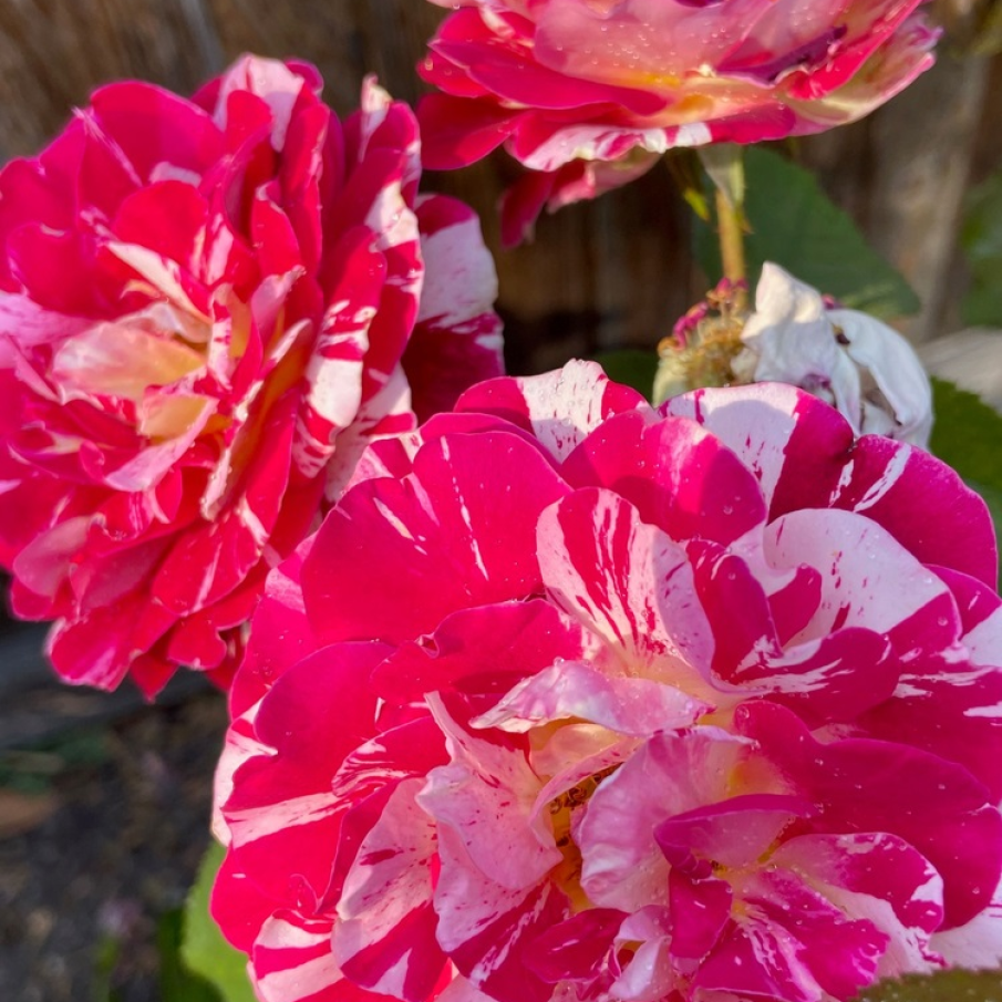 Trandafirii sunt regii multor recorduri ale lumii 