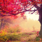 Zodiacul arboricol: trasatura definitorie a nativilor si destinul lor in dragoste