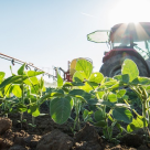 Cum afectează buruienile culturile - metode de combatere